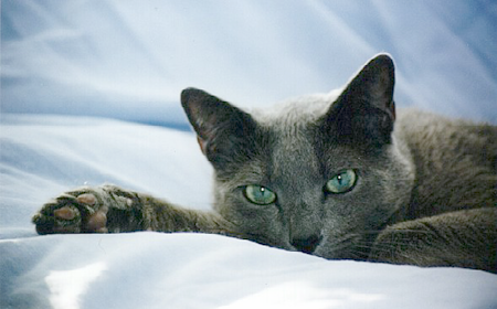 Russian Blue Djingiz Hesseldal