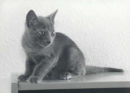 Djingiz aged 10 weeks