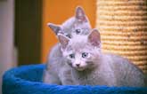 Both kittens on the scratching post