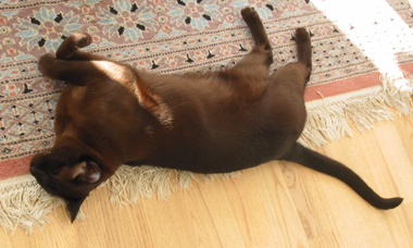 Marron