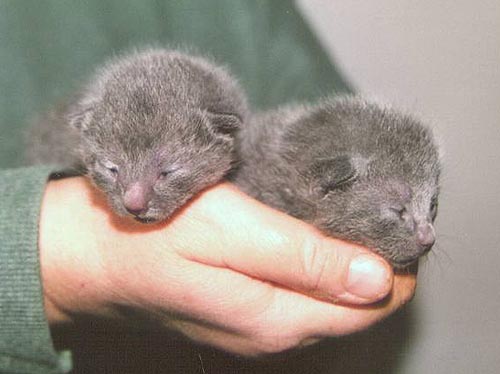 A handful of kittens