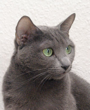 Russian Blue Zarin Lilit