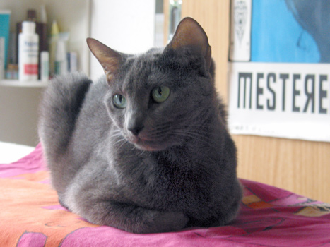 Lilit on the ironing board