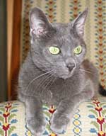 Ofelia - 15½ år gammel