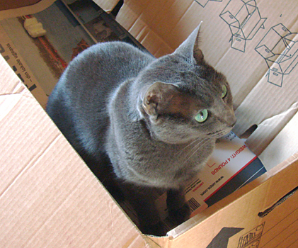 Sarantoya in a box